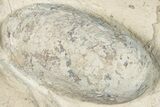 Eocene Fossil Crocodile Egg - Bouxwiller, France #293153-1